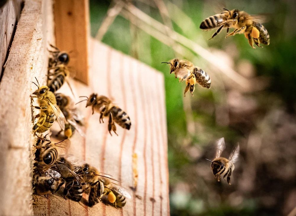 Bees Extermination in Karachi